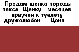 Продам щенка породы такса. Щенку 7 месяцев, приучен к туалету, дружелюбен.  › Цена ­ 3 000 - Владимирская обл., Владимир г. Животные и растения » Собаки   . Владимирская обл.,Владимир г.